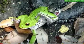 黎明前吃蛤蟆瓜