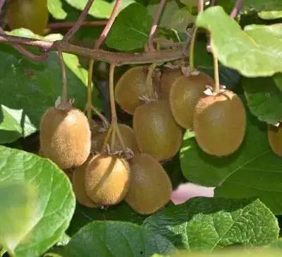 几月吃瓜几月吃果,跟随月份品尝时令美味