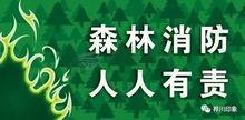 森林防火视频吃瓜,吃瓜群众如何守护绿色家园