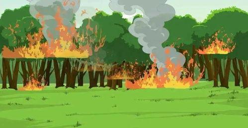 森林防火视频吃瓜,吃瓜群众如何守护绿色家园