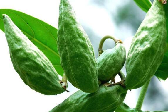 哺乳期吃牛角瓜,牛角瓜可能影响母乳质量