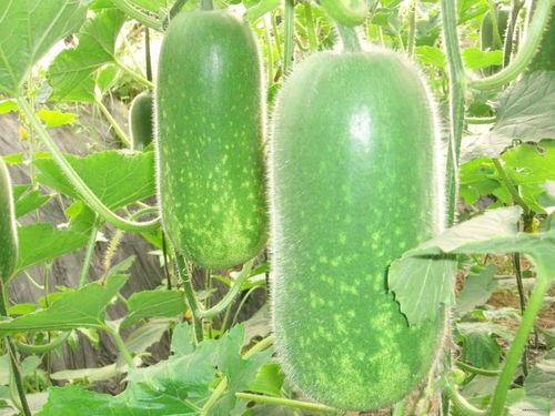 大嘴吃瓜视频大全,揭秘热门视频背后的趣味故事