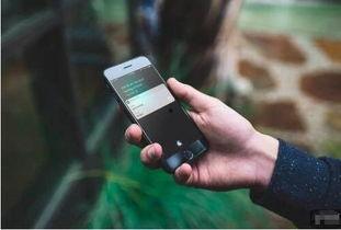 siri在线吃瓜,揭秘科技巨头背后的趣味故事