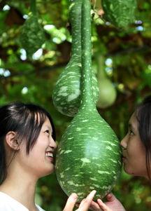 吸引眼球吃瓜的广告,惊爆眼球！揭秘那些让人停不下嘴的“吃瓜”广告