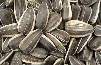 吃葵瓜图片,色彩斑斓的夏日美味