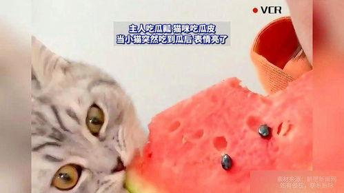 小猫喜欢吃瓜,瓜果乐园里的美食探险