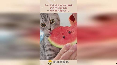 小猫喜欢吃瓜,瓜果乐园里的美食探险