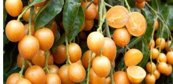 黄皮吃瓜直播热门,揭秘娱乐圈幕后风云