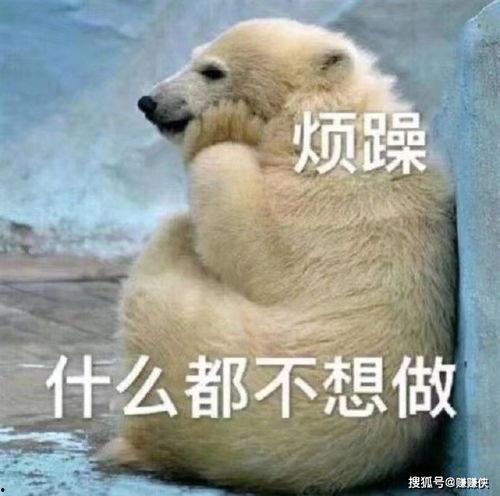 吃瓜群众图片狗,吃瓜群众视角下的狗狗萌态大盘点