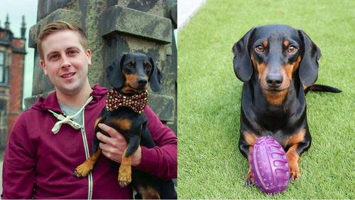 吃瓜群众图片狗,吃瓜群众视角下的狗狗萌态大盘点