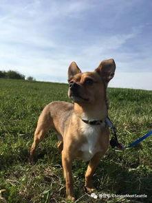 吃瓜群众图片狗,吃瓜群众视角下的狗狗萌态大盘点