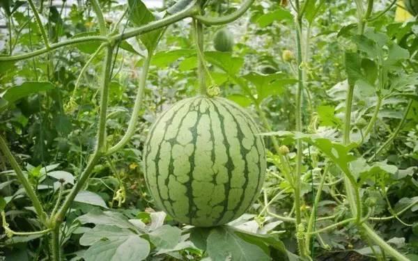 重庆近期热门吃瓜事件,揭秘近期热门吃瓜事件背后的故事