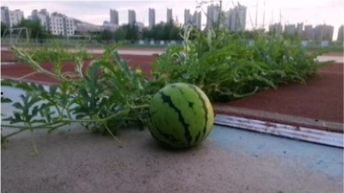 河北哪个学校吃瓜了,校园“吃瓜”事件引关注