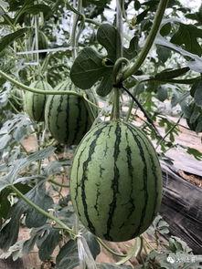 奥克兰网红吃瓜,揭秘网红圈背后的故事