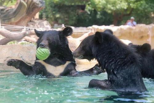 大马猴吃瓜愉快