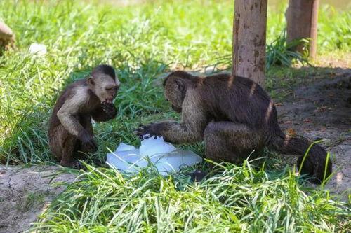 大马猴吃瓜愉快