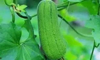 吃毛瓜的好处,营养丰富的健康佳品，揭秘其四大益处