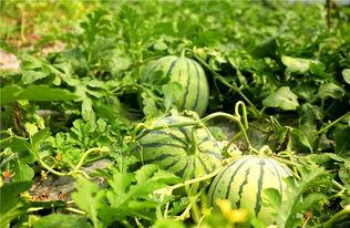 蒙头吃瓜,揭秘网络热点的背后真相