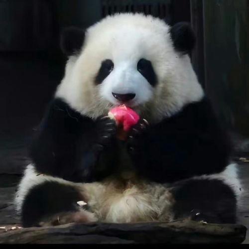 熊熊猫花花吃瓜,花花熊猫的夏日吃瓜时光