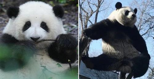 熊熊猫花花吃瓜,花花熊猫的夏日吃瓜时光