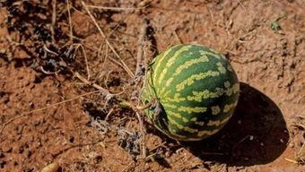 口渴摘个瓜吃,一瓜解千愁