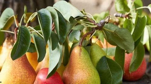 秋梨吃瓜,一场味蕾的盛宴