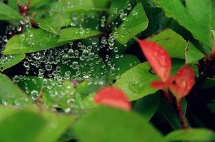 小暑吃瓜视频全集,跟随视频全集探寻夏日消暑美食之旅