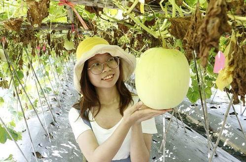 小暑吃瓜视频全集,跟随视频全集探寻夏日消暑美食之旅