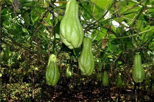 地理吃瓜,探寻各地特色美食的奇妙之旅