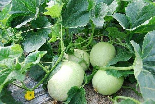 秋瓜怎么吃,多样吃法尽享秋季美味