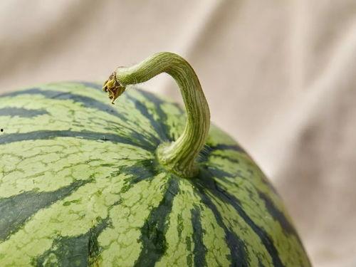 上海张江吃瓜,揭秘上海张江的“吃瓜”盛况