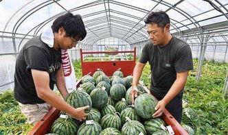 山东老板吃瓜,一场意外的美食之旅