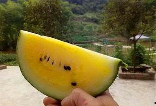 山东老板吃瓜,一场意外的美食之旅