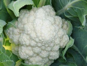 菜花夫妇吃瓜视频,揭秘娱乐圈幕后真相