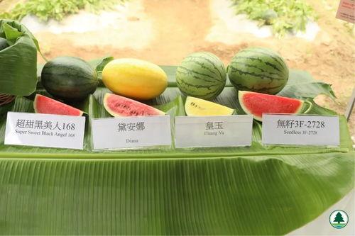 吃瓜香港城,吃瓜者的美食天堂