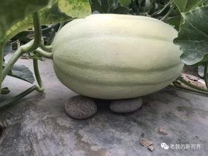 如何找到吃瓜网,轻松找到热门资讯的秘籍指南