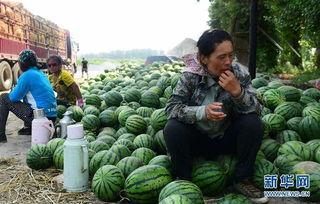 湖北英山县吃瓜,瓜果飘香，品味田园生活