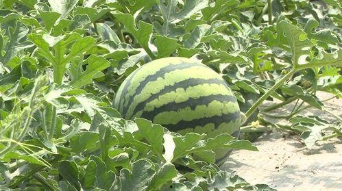 湖北英山县吃瓜,瓜果飘香，品味田园生活