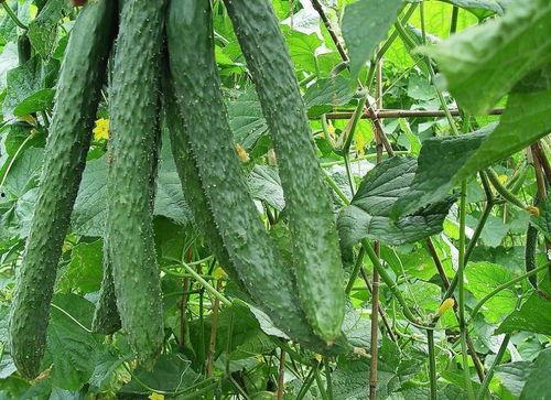 每天都在找瓜吃瓜,我的日常“吃瓜”之旅