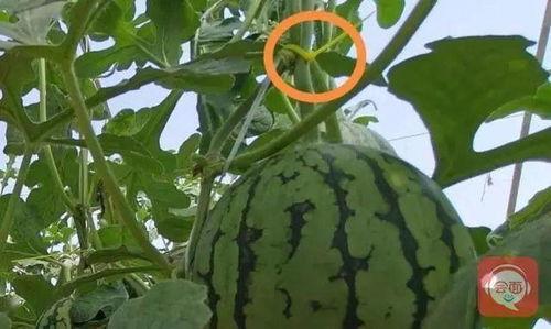 每天都在找瓜吃瓜,我的日常“吃瓜”之旅