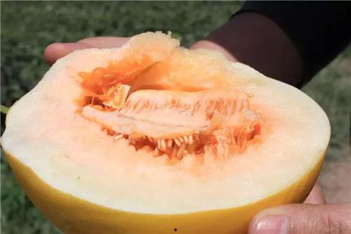 牛角蜜瓜怎么吃,解锁夏日清新美味