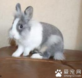 兔子吃囊瓜吗,探寻动物食性之谜