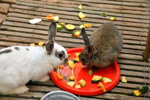 兔子吃囊瓜吗,探寻动物食性之谜