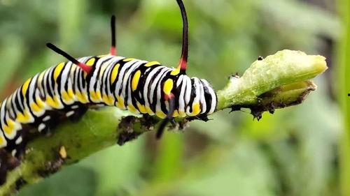 菜粉蝶幼虫吃不吃哈密瓜,哈密瓜的“美食”还是“禁忌”？