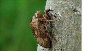 菜粉蝶幼虫吃不吃哈密瓜,哈密瓜的“美食”还是“禁忌”？