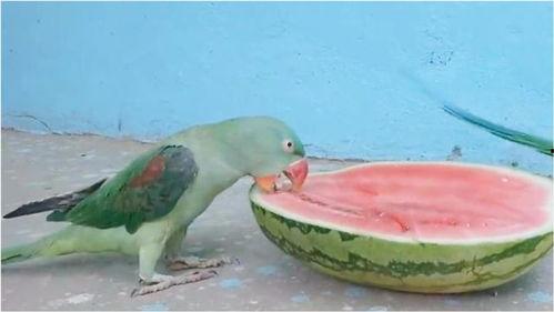 有趣的吃瓜构图