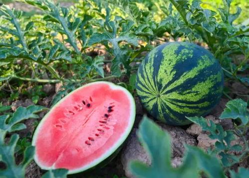 郸城吃瓜,吃瓜文化背后的故事与魅力