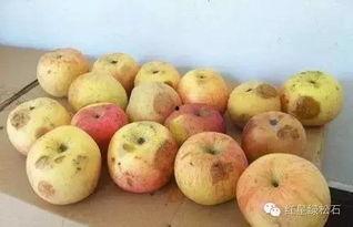 吃不好的瓜头晕,揭秘吃不好瓜的后果