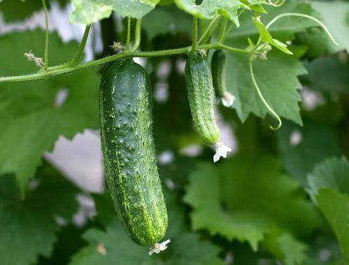 求推荐吃瓜群,畅享娱乐资讯，轻松成为话题中心