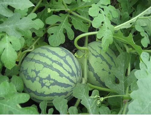 李一泽吃瓜,揭秘娱乐圈幕后真相